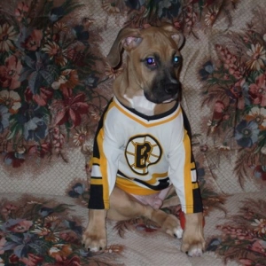 For all Bruins fans