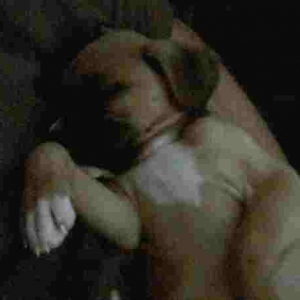 aw I miss her being a puppy