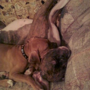 snugglebugs