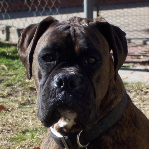 Syd_2_Years_10_Months_Old