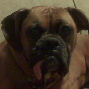 monkey