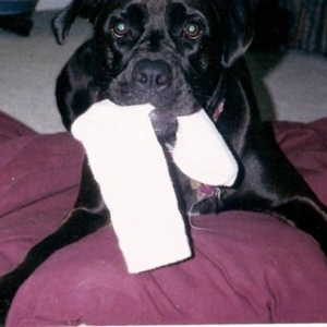 Here's your sock daddy...