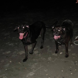 L_D_Beachnight_Medium_1