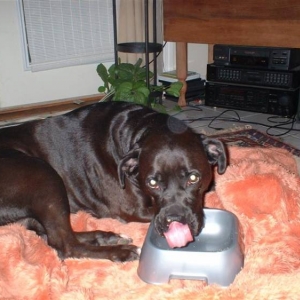 Never Missed A Meal