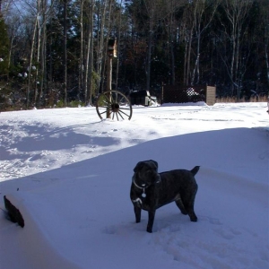 A rare treat. for Lucie... SNOW!