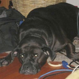 Lucie the hippo