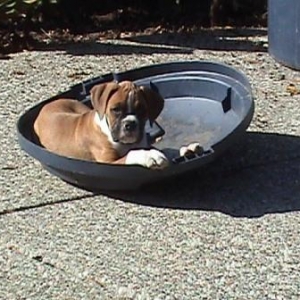 Tyson_chillin