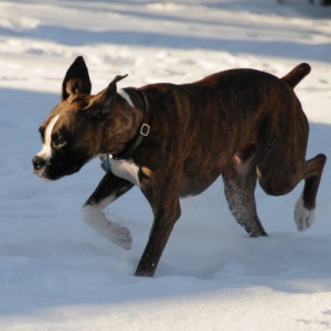 Snow Walker