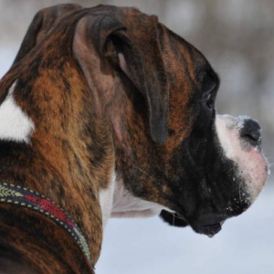 Snow Lips