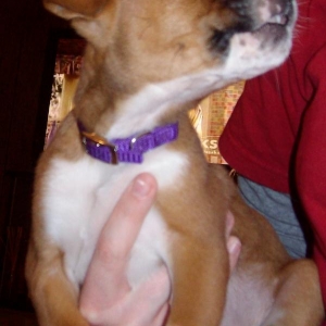 Dixie4