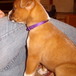Dixie_2