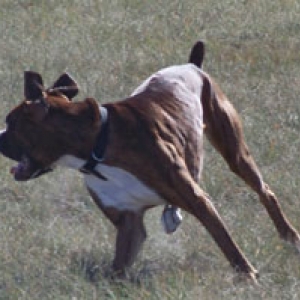 Oskar on the run