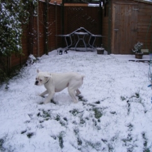 Playing in the snow