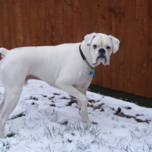 Playing in the snow 2