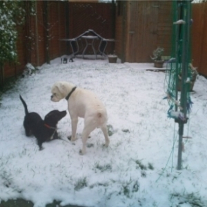 Playing in the snow 5