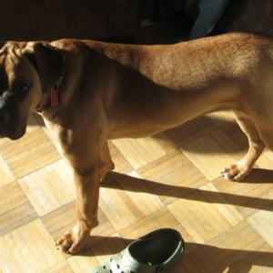 Dax - 6 months
