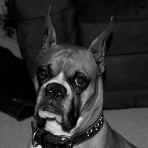 Rocky