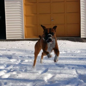 Rocky