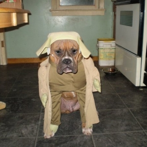 yoda_cain