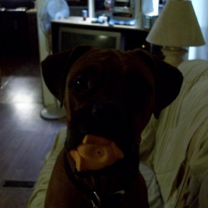 Sadie with a toy