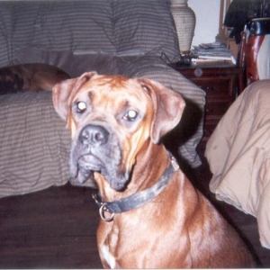 Sadie with Sam in back (RIP)