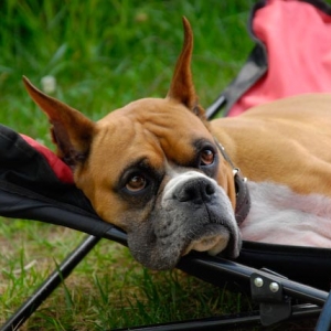 Rocky lounging at Lake George
