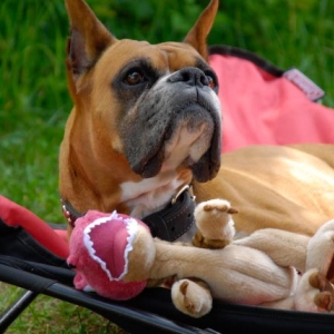 Rocky and his favorite Dino Toy.