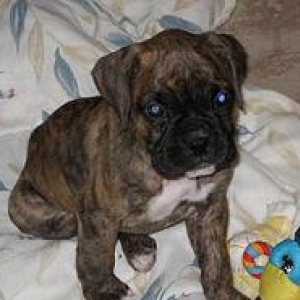 Abby_7_wks_