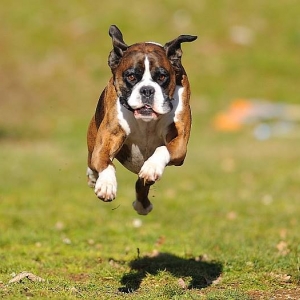 Airborne