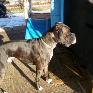 bentley_looking_good_outside