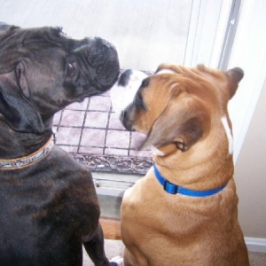 bentley_and_gunner_in_a_tender_moment
