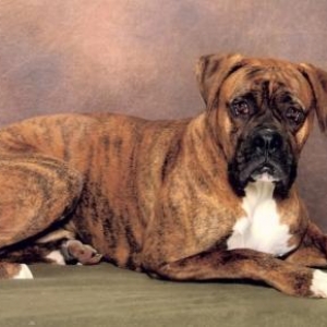 HANDSOME
