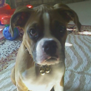 Gotti16wks