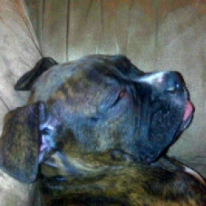 Sleepy Baylee