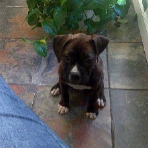 Baylee