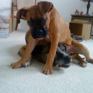 Layla's Wrestling Move