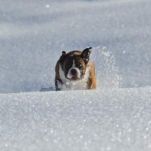 Henri