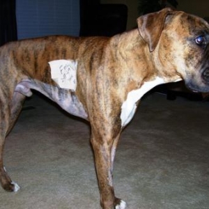 Cooper 5 days after surgery