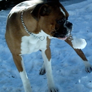 Taos Snowball