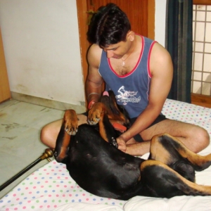 funny_rottie