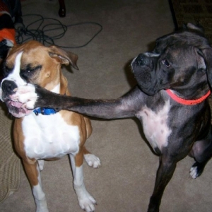 The punch