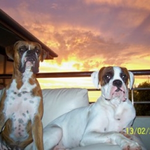 Mambo & Tonto