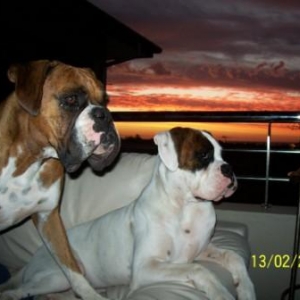 Mambo & Tonto