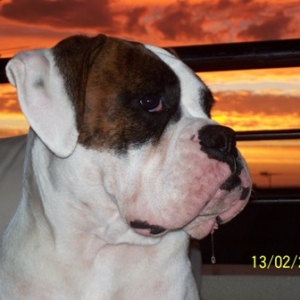 Tonto drool 1