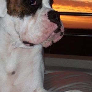 Tonto & the drool