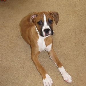 Bruno just over 3 months old