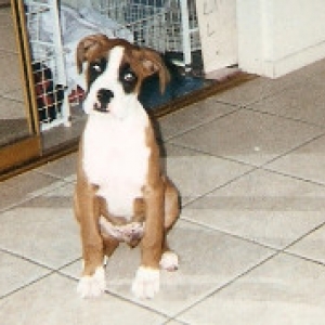 Buddy so cute