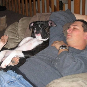 Boxers are comfort dogs
