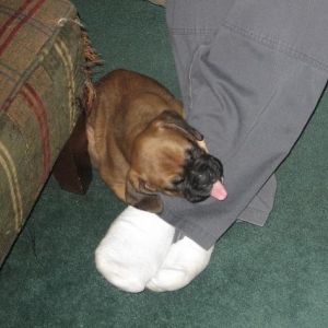Thirsty Rocky??