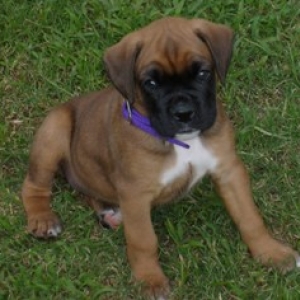 Zoey (6 weeks old)